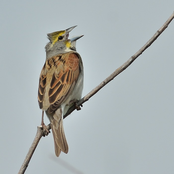 Dickcissel